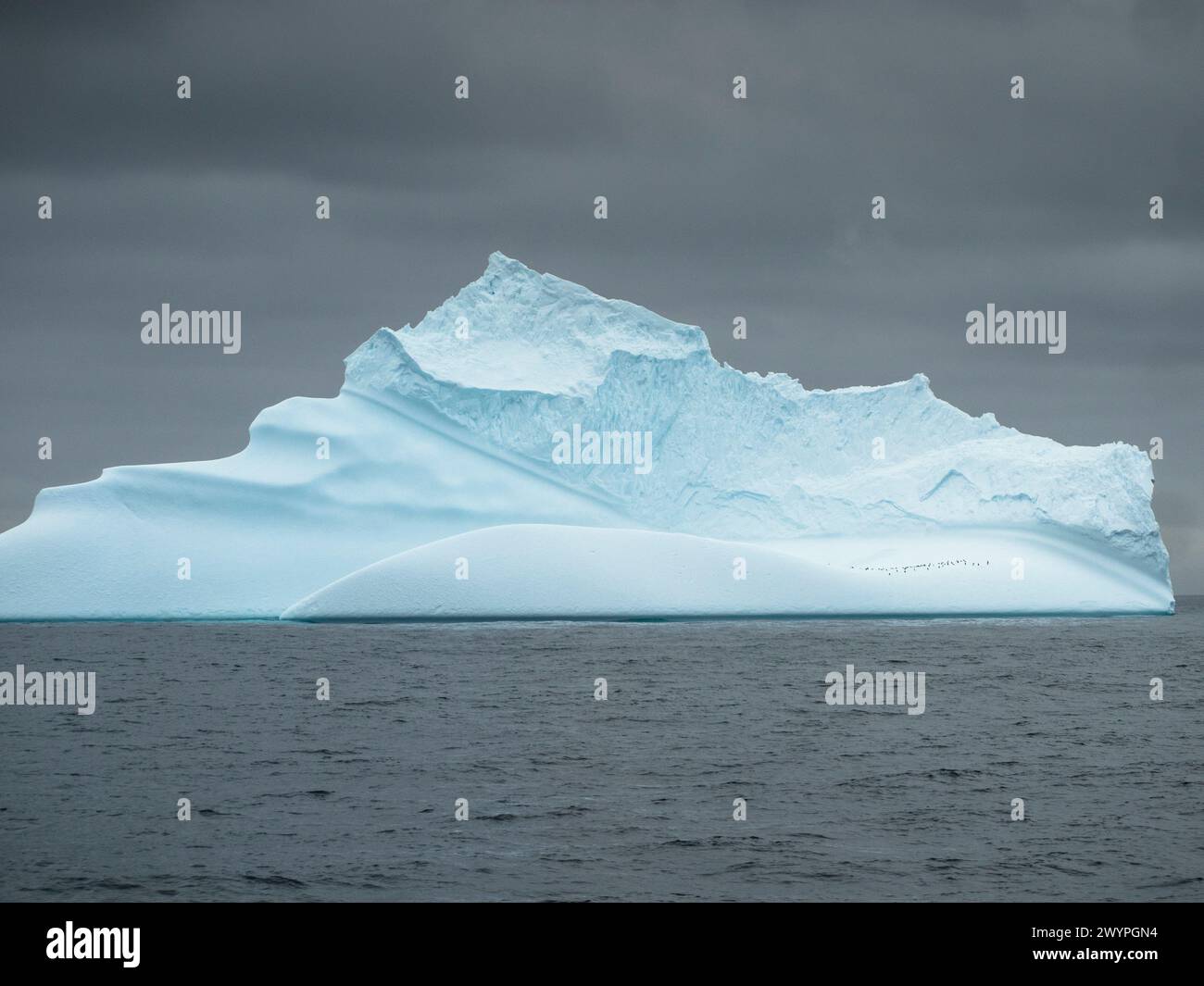 Iceberg dans le détroit de Brandsfield entre les Shetlands du Sud et la péninsule Antarctique portant un groupe de pingouins (petits points noirs). Banque D'Images