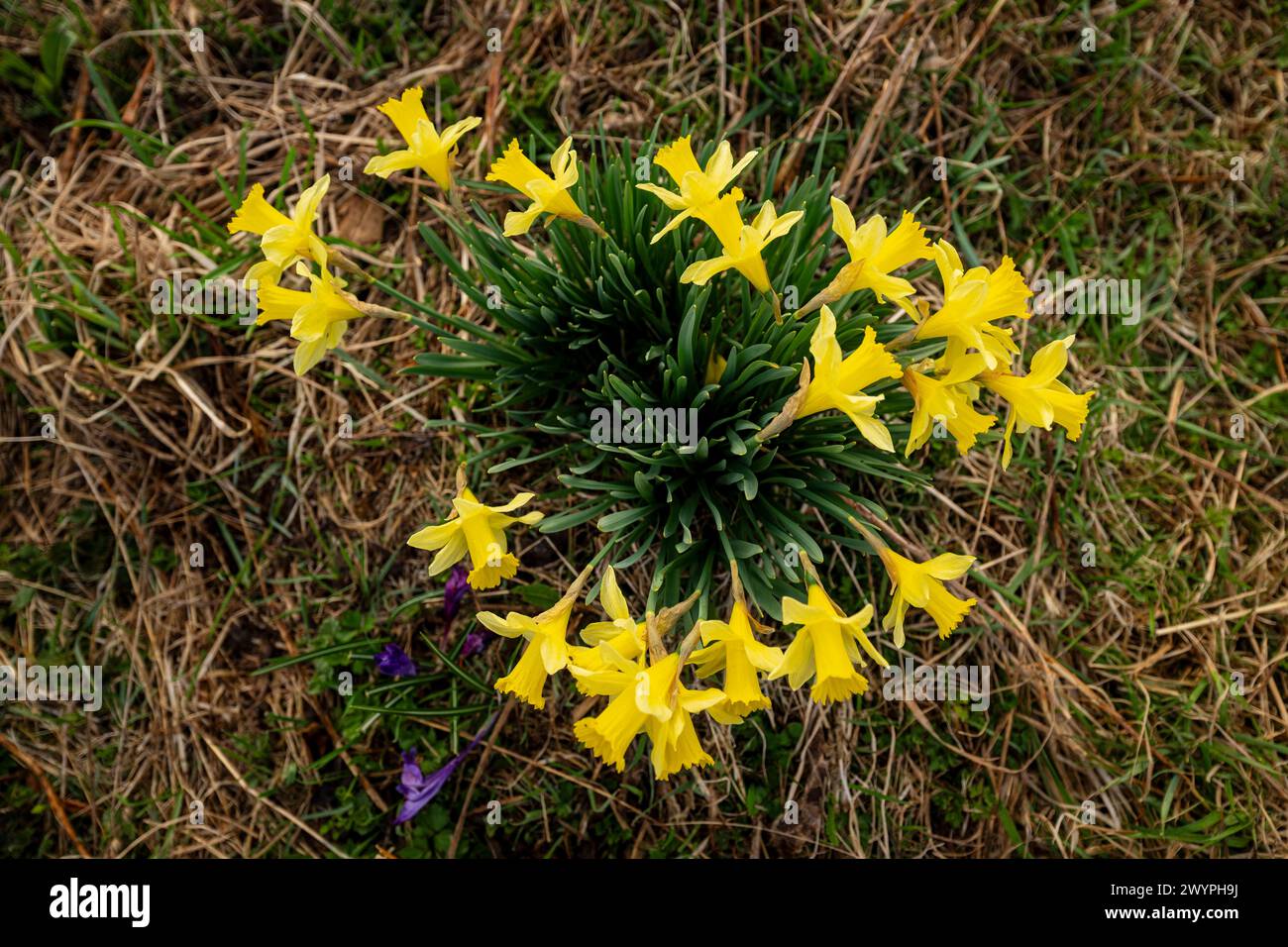 Korenov, République tchèque. 08 avril 2024. La jonquille sauvage (Narcissus pseudonarcissus) a fleuri exceptionnellement tôt près de 'Hnojovy dum' (Misthaus, maison) à la colonie de Jizerka, près de Korenov dans les montagnes de Jizera, République tchèque, le 8 avril 2024. Crédit : Radek Petrasek/CTK photo/Alamy Live News Banque D'Images