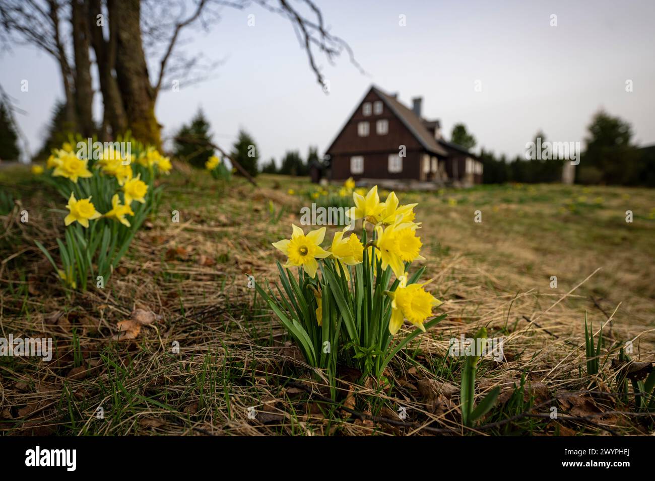 Korenov, République tchèque. 08 avril 2024. La jonquille sauvage (Narcissus pseudonarcissus) a fleuri exceptionnellement tôt près de 'Hnojovy dum' (Misthaus, maison) à la colonie de Jizerka, près de Korenov dans les montagnes de Jizera, République tchèque, le 8 avril 2024. Crédit : Radek Petrasek/CTK photo/Alamy Live News Banque D'Images