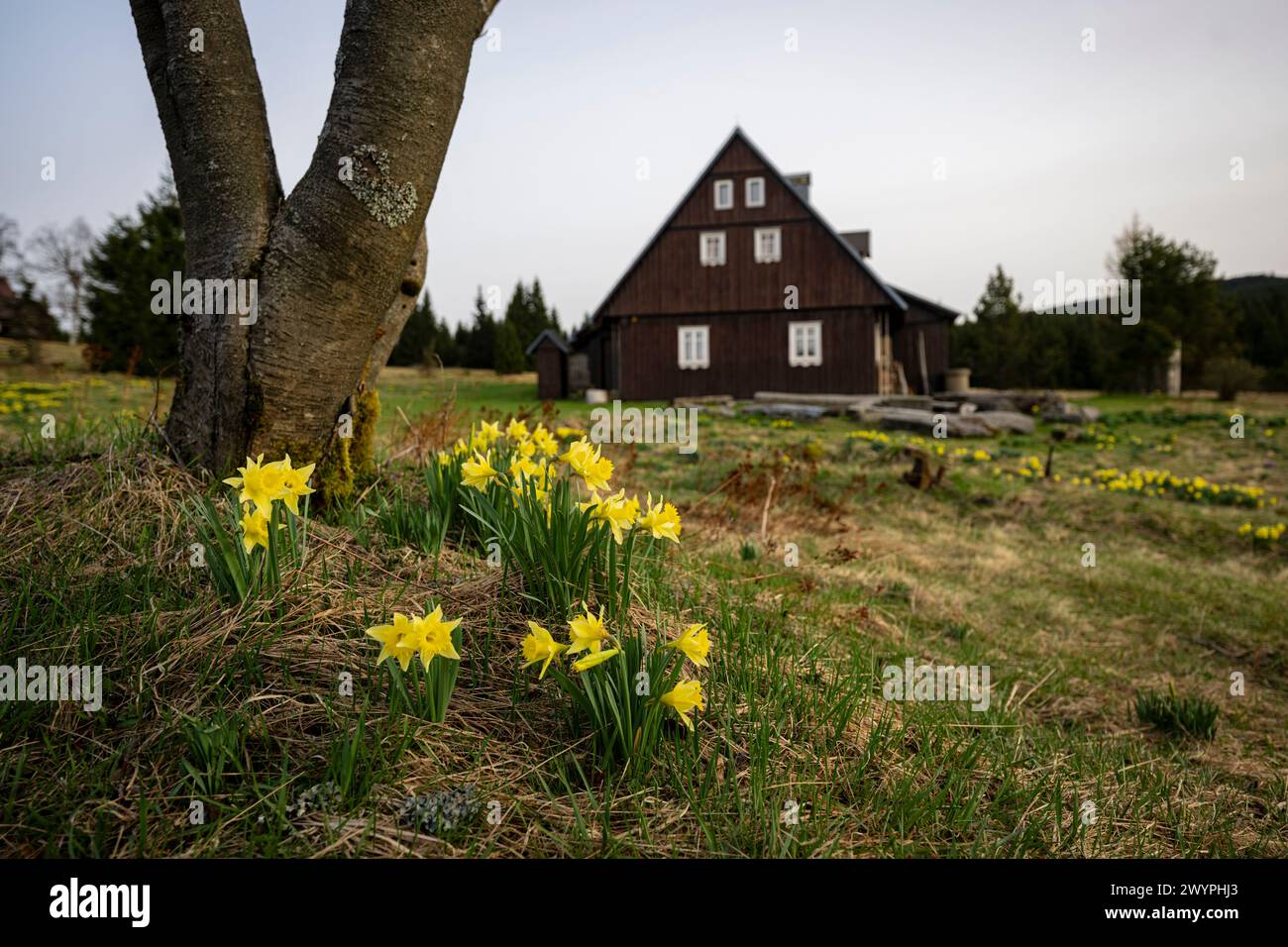 Korenov, République tchèque. 08 avril 2024. La jonquille sauvage (Narcissus pseudonarcissus) a fleuri exceptionnellement tôt près de 'Hnojovy dum' (Misthaus, maison) à la colonie de Jizerka, près de Korenov dans les montagnes de Jizera, République tchèque, le 8 avril 2024. Crédit : Radek Petrasek/CTK photo/Alamy Live News Banque D'Images