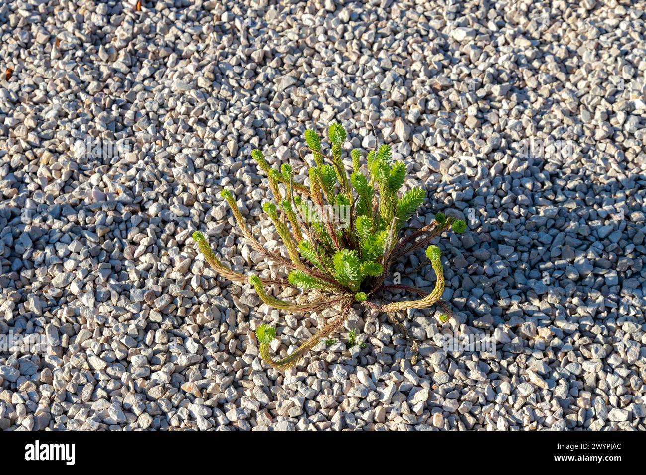 une plante qui pousse dans le gravier Banque D'Images