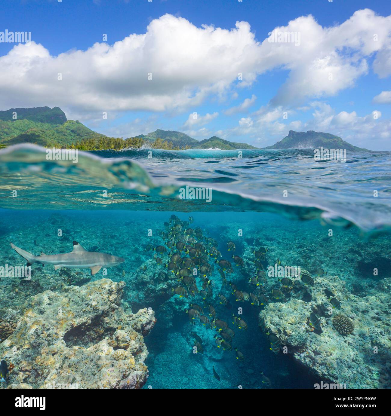 Océan Pacifique paysage marin au large de la côte de l'île de Huahine en Polynésie française, une école de poissons avec un requin sous l'eau sur le récif extérieur, scène naturelle Banque D'Images