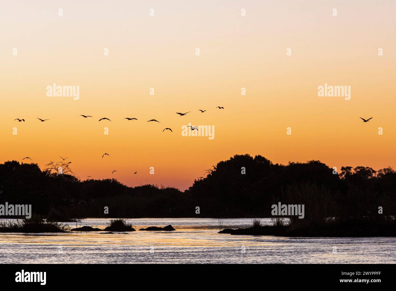 Coucher de soleil sur la rivière Chobe à Kasane avec un troupeau d'oiseaux aquatiques en vol Banque D'Images