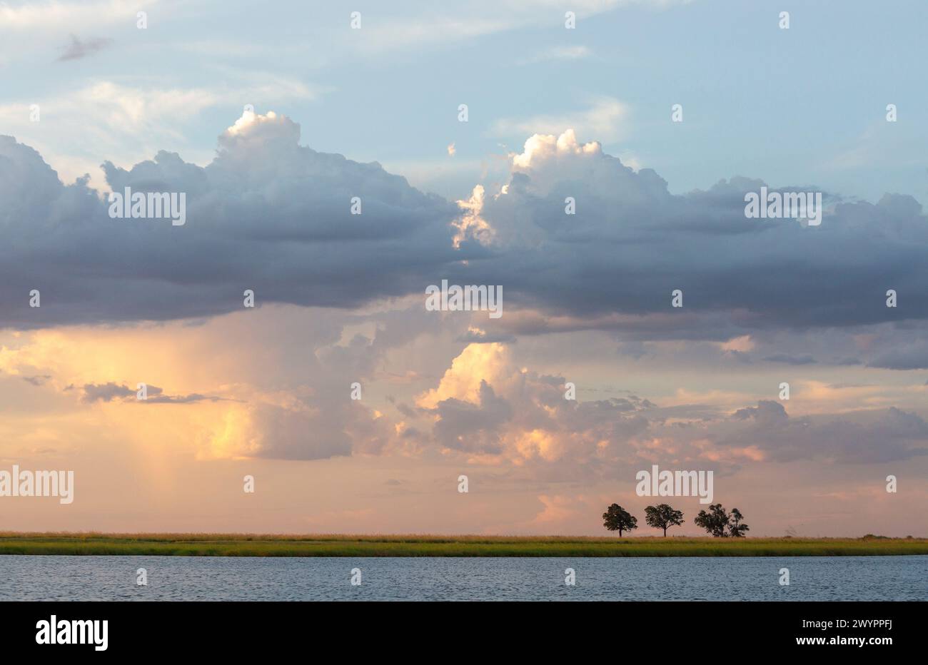 Trois arbres isolés sur une île de la rivière Chobe exposés à faible débit contre un ciel d'été sombre Banque D'Images