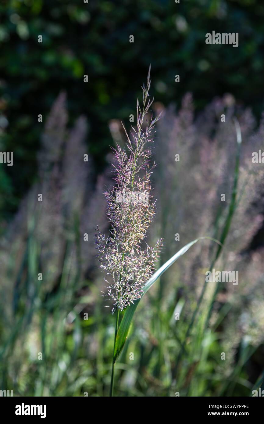 Calamagrostis brachytricha (herbe de roseau à plumes coréenne) fleurs / tiges de fleurs / têtes de fleurs Banque D'Images