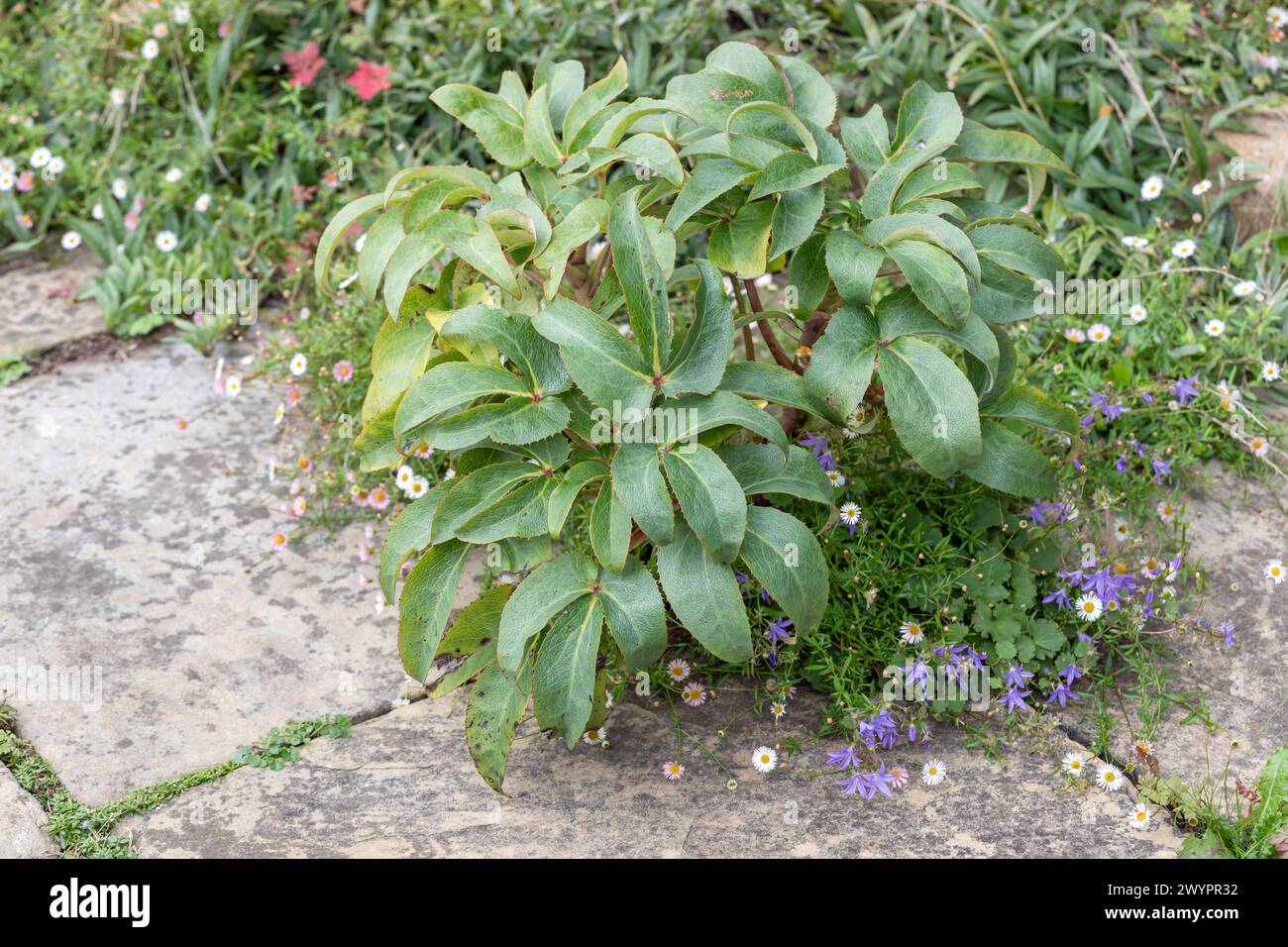 Helleborus x sternii (hellebore hybride de Stern) bordant le pavage de pierre York avec Erigeron karvinskianus Banque D'Images