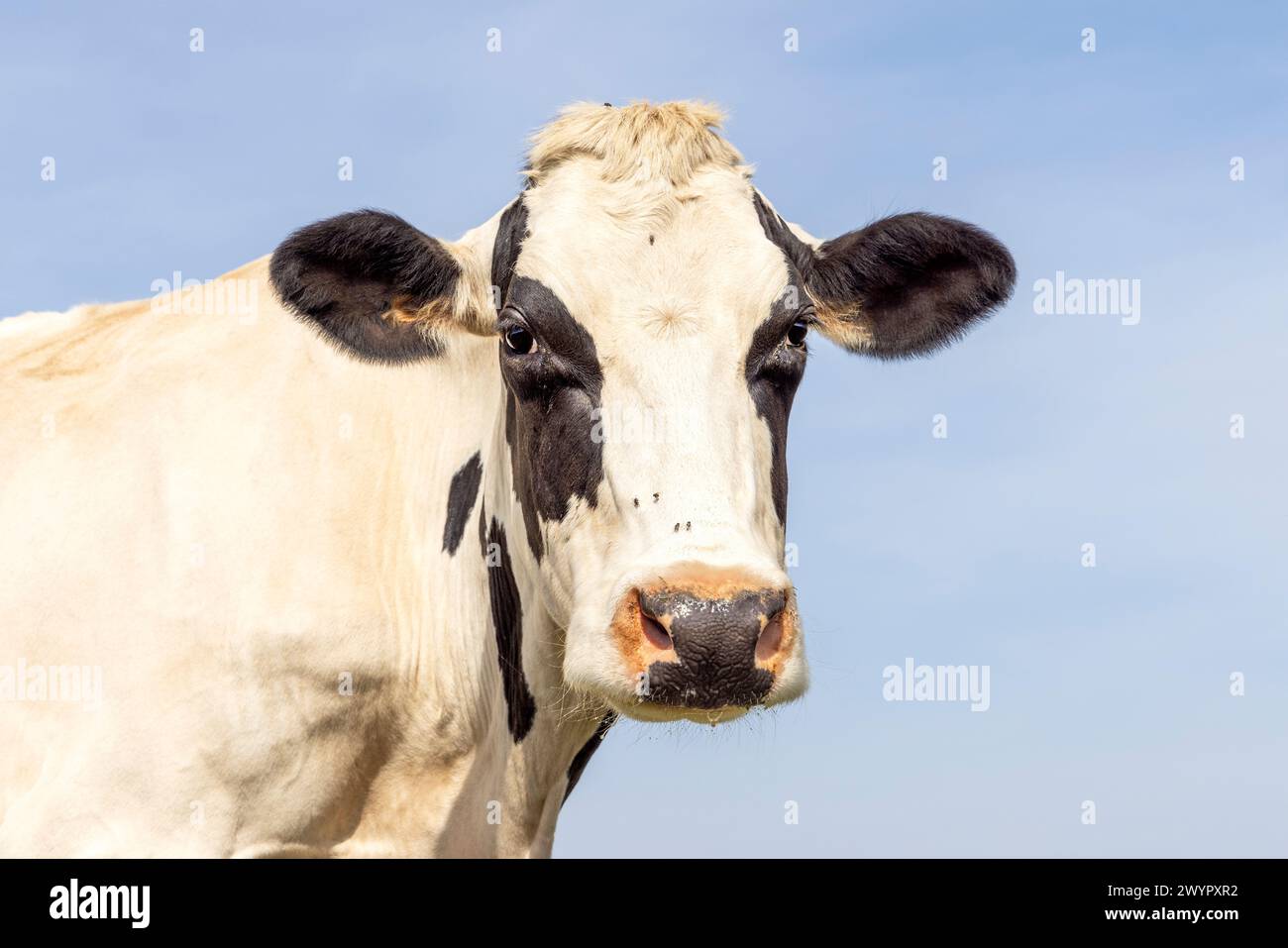 Grosse vache mature noir et blanc, regardant la caméra calme et amicale, nez rose, devant un ciel bleu Banque D'Images