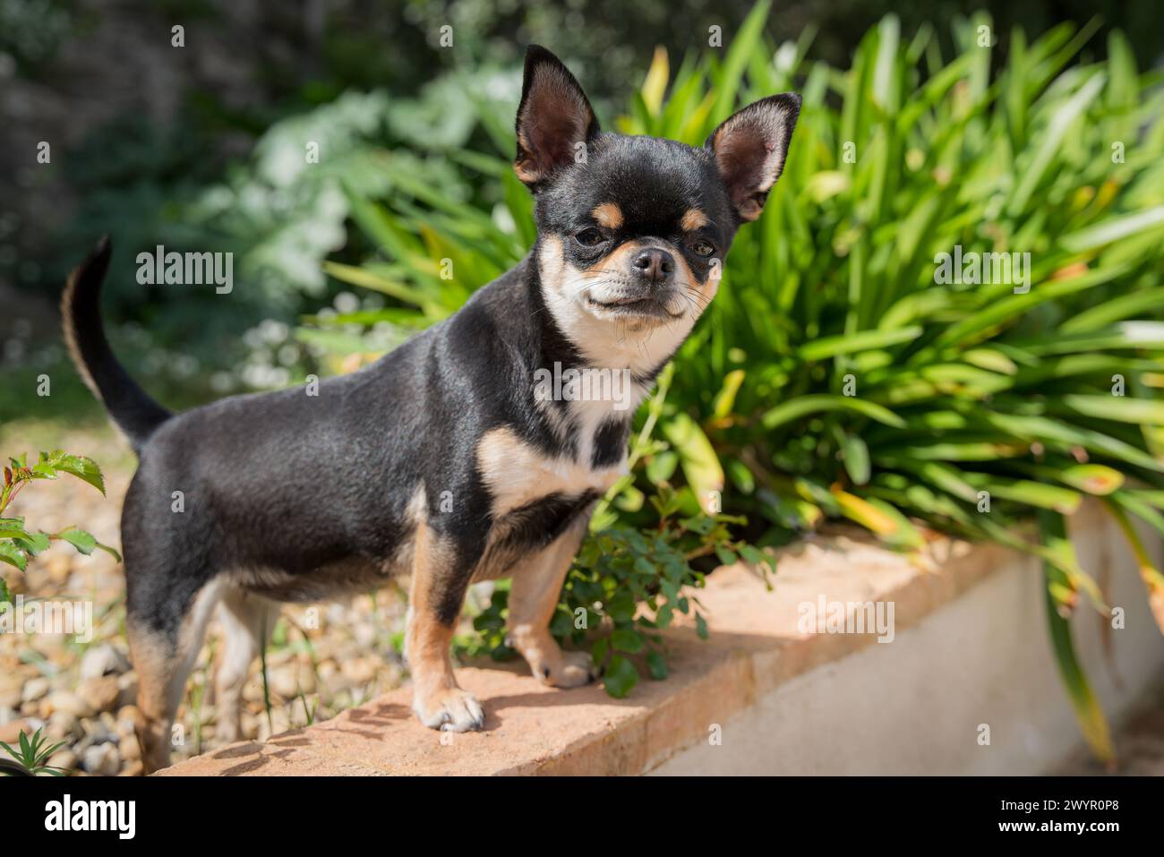 Black Tan Chihuahua regardant la caméra dans le jardin Banque D'Images