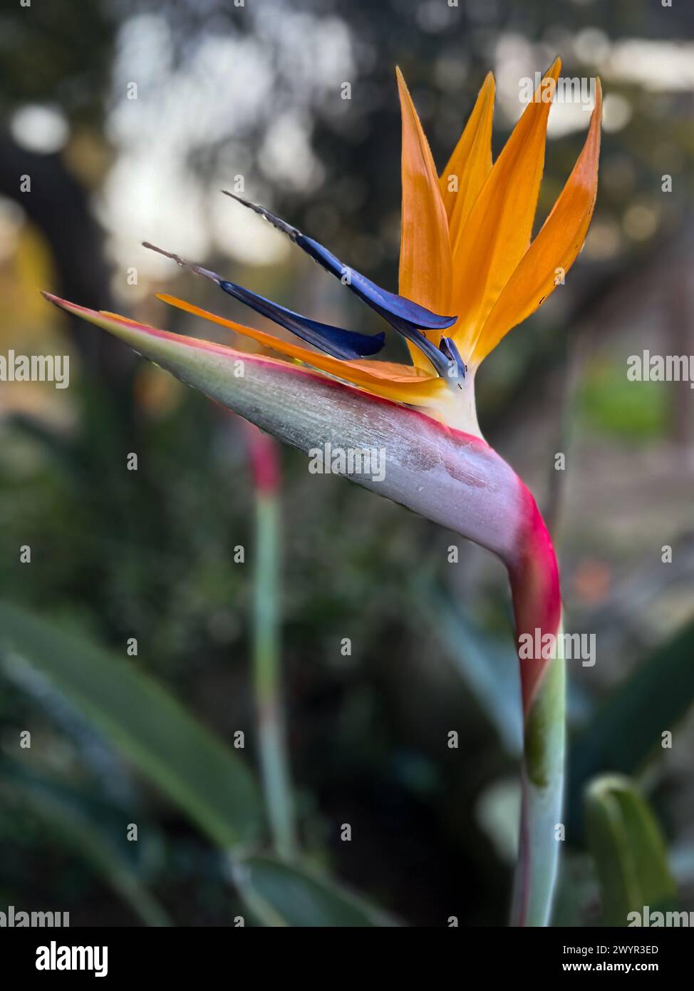 Plante oiseau de paradis qui fleurit à l'extérieur Banque D'Images