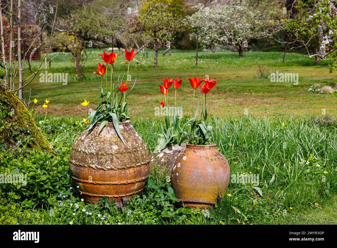 Jolies tulipes rouges fleurissant dans des pots en céramique terre cuite à Vann Garden près de Hambledon, Surrey au début du printemps Banque D'Images