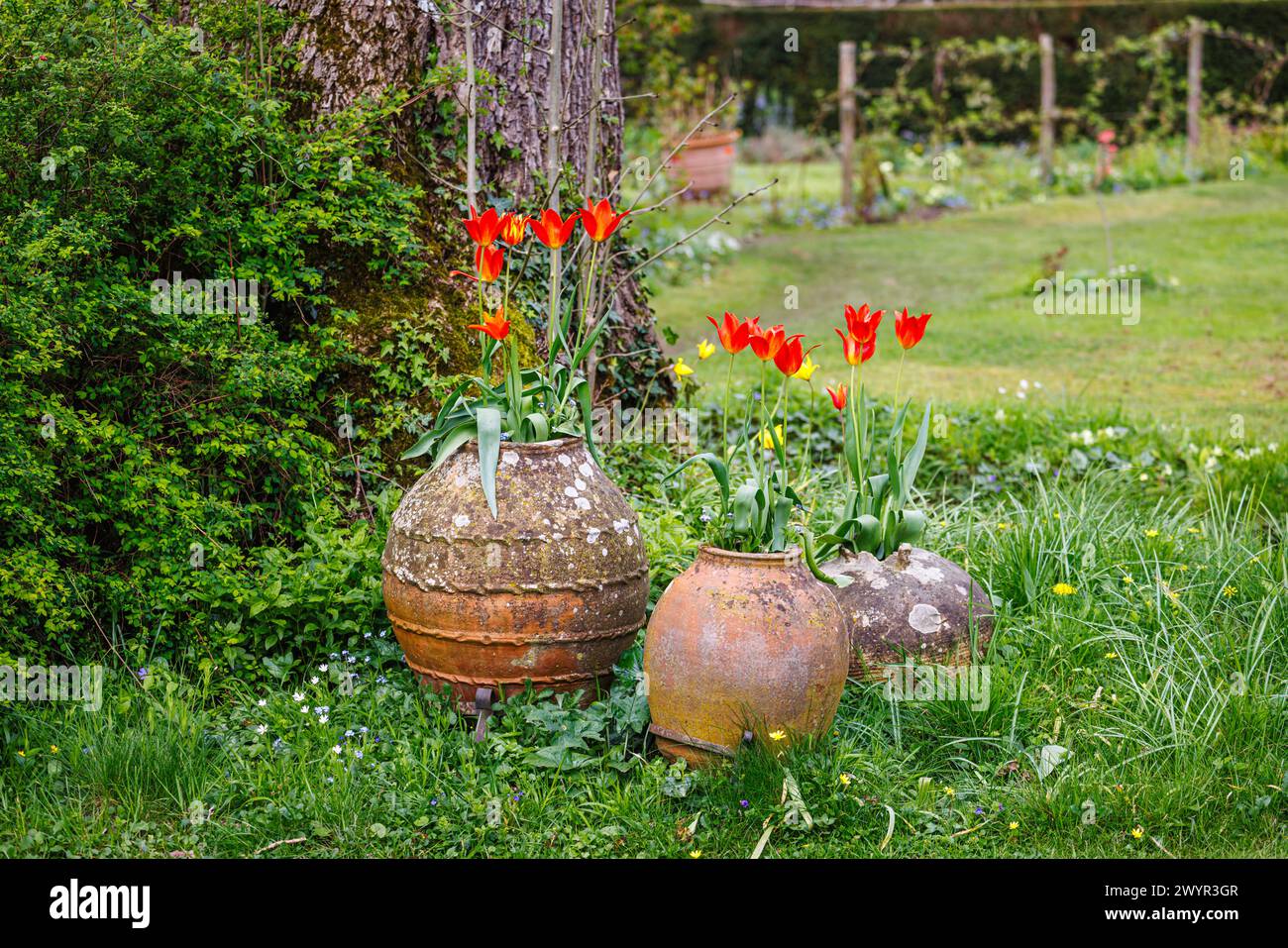 Jolies tulipes rouges fleurissant dans des pots en céramique terre cuite à Vann Garden près de Hambledon, Surrey au début du printemps Banque D'Images