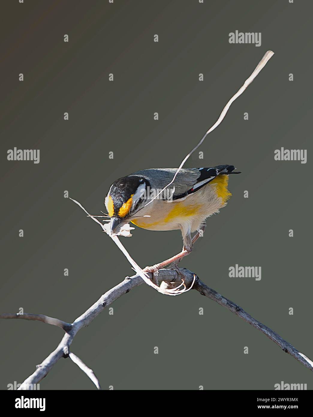 Pardalote strié (Pardalotus striatus) avec matériel de nidification dans le bec, Lorella Springs Wilderness Park, territoire du Nord, territoire du Nord, Australie Banque D'Images