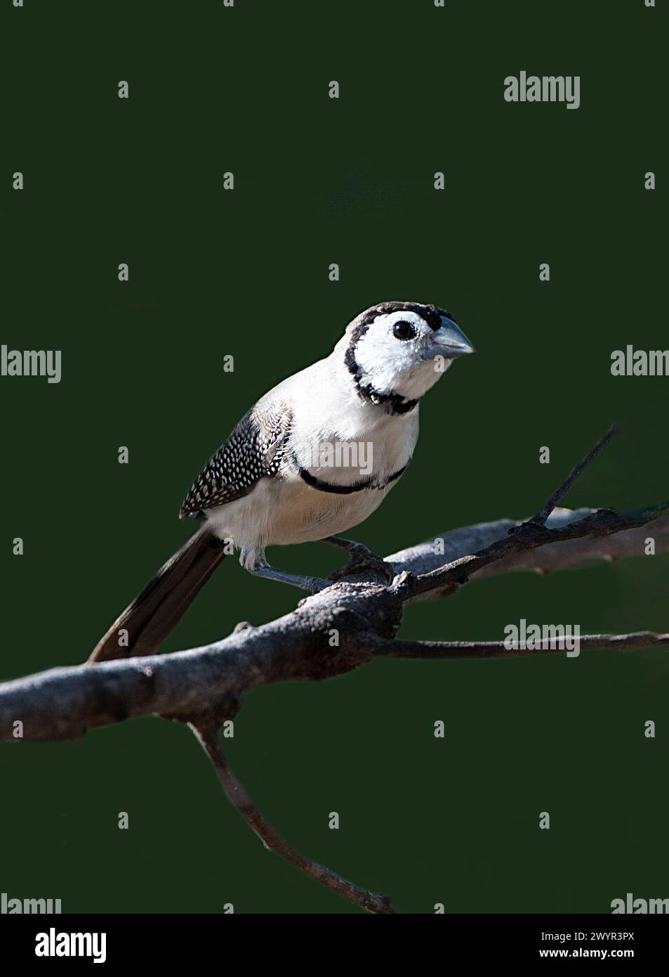 Finlandais à double barreau (Taeniopygia bichenovii) perché sur une branche, Lorella Springs Wilderness Park, territoire du Nord, territoire du Nord, Australie Banque D'Images