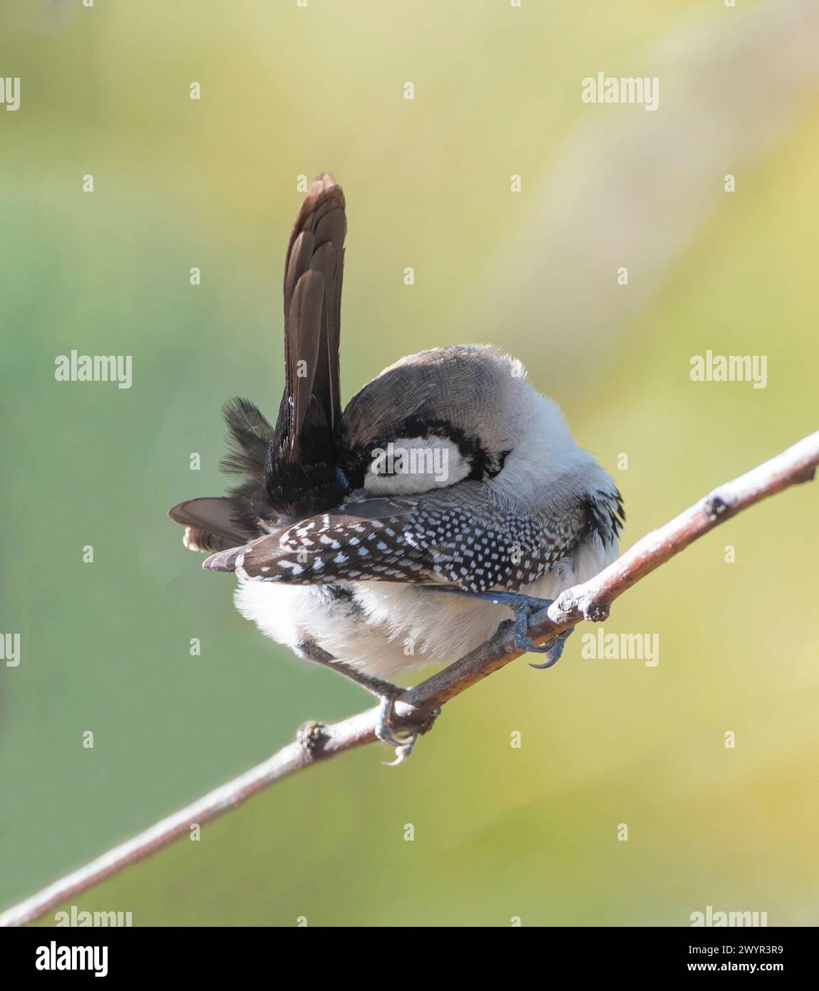 Finnois à double barreau (Taeniopygia bichenovii), perché sur une branche, Lorella Springs Wilderness Park, territoire du Nord, territoire du Nord, Australie Banque D'Images