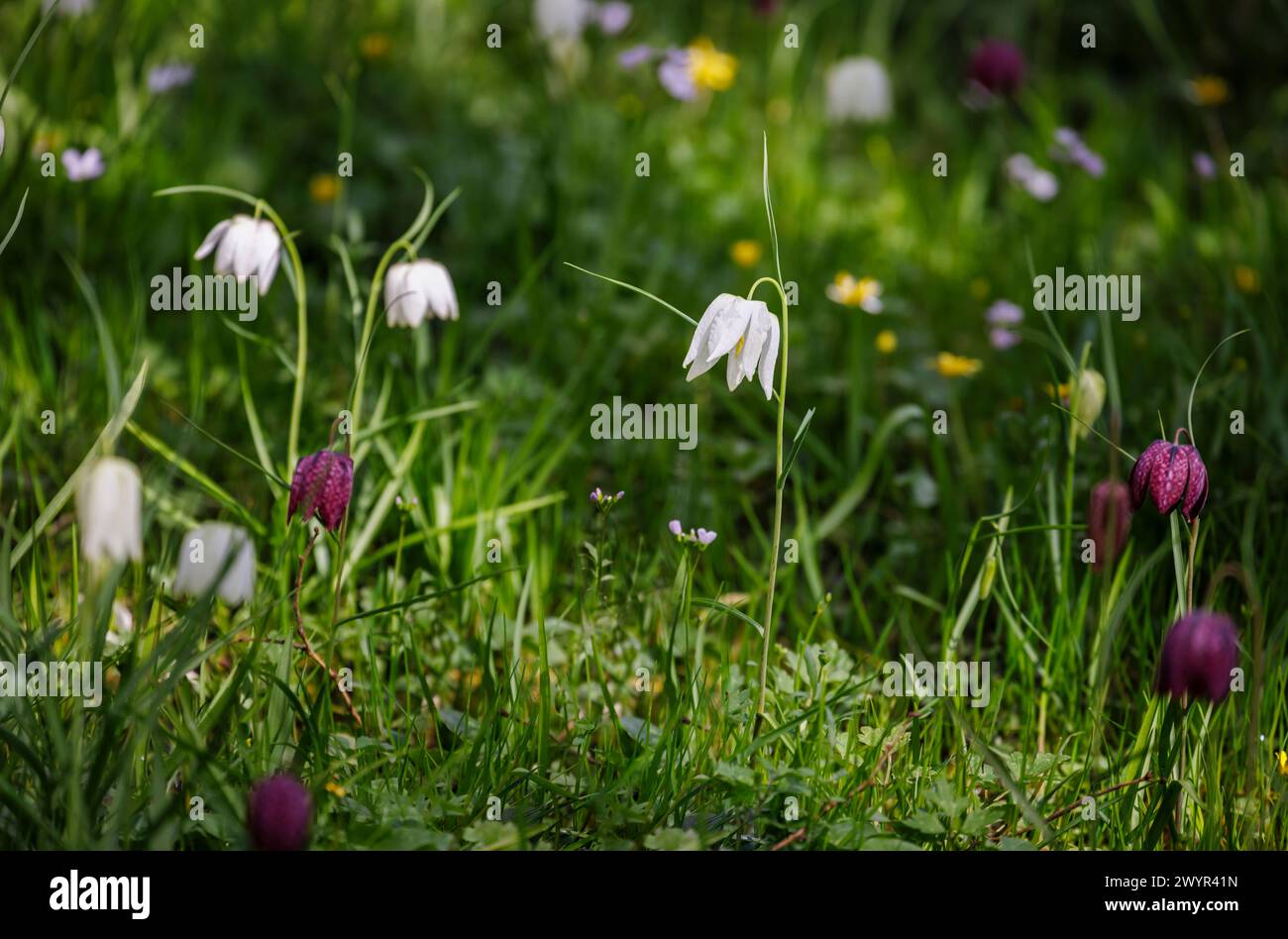 Mélange blanc et violet Fritillaria meleagris, lys à tête de serpent, floraison au Vann Garden près de Hambledon, Surrey au début du printemps Banque D'Images