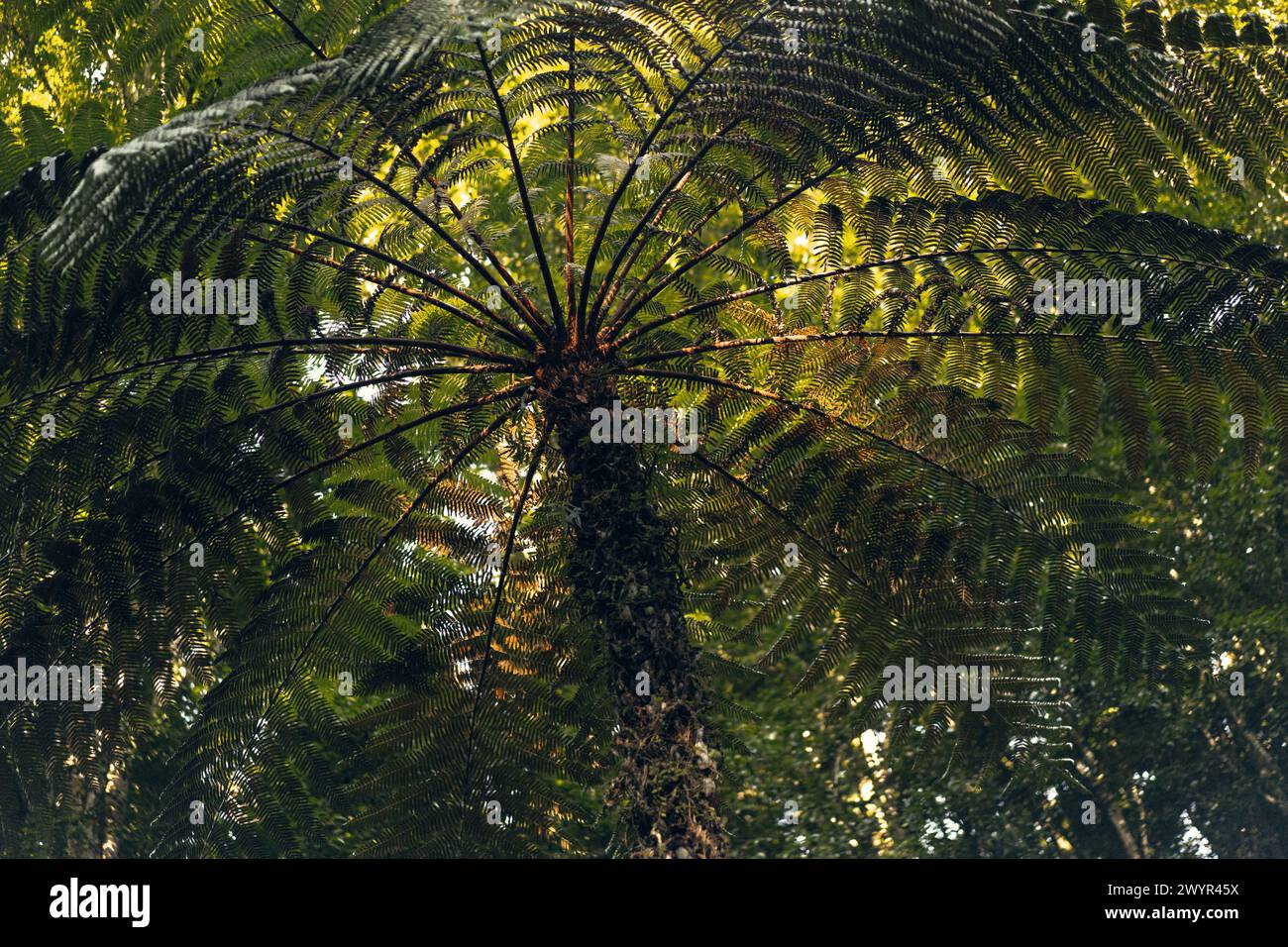 Palmier dans la jungle tropicale. Banque D'Images
