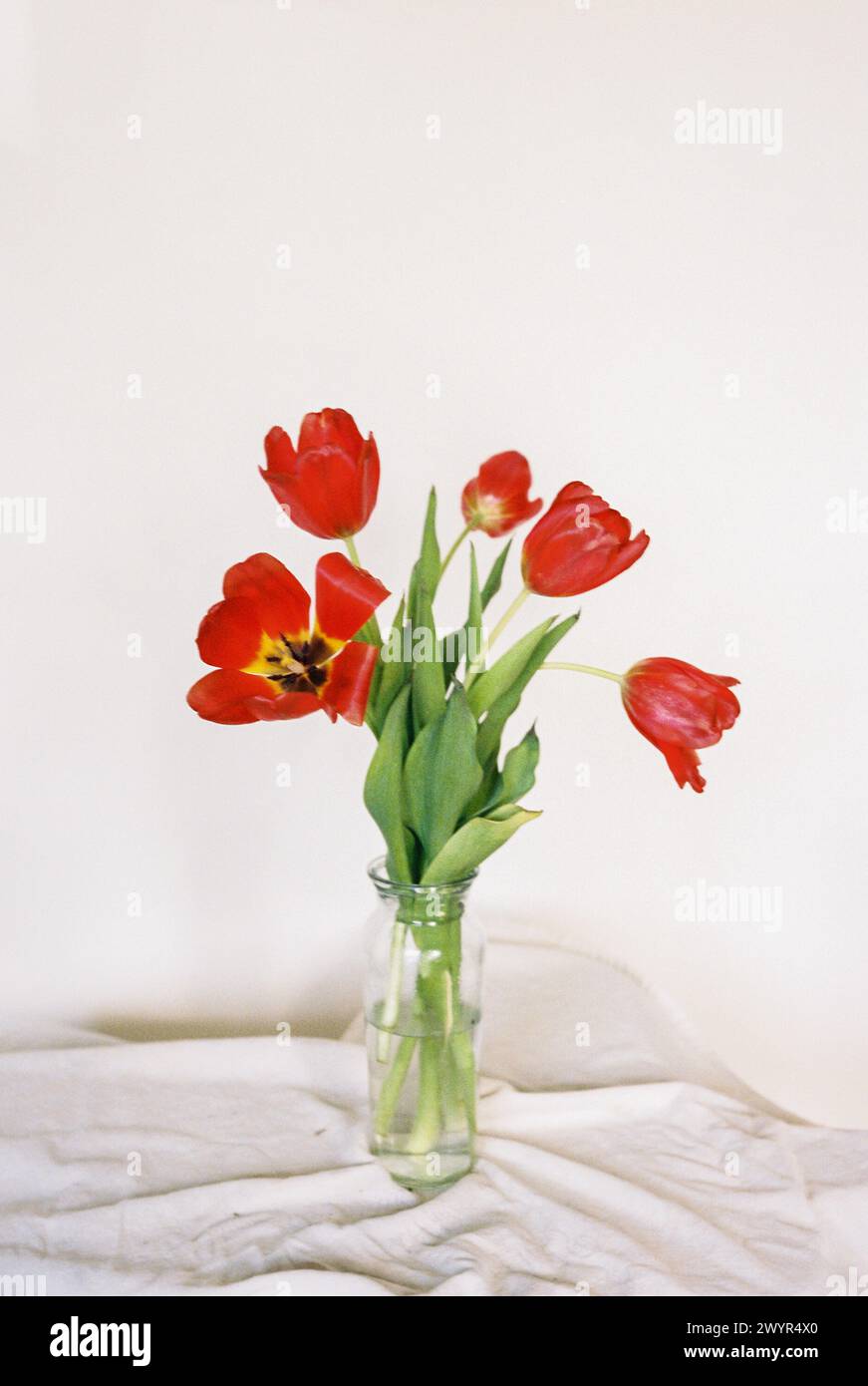 Tulipes rouges éclatantes dans un vase transparent sur lin blanc Banque D'Images