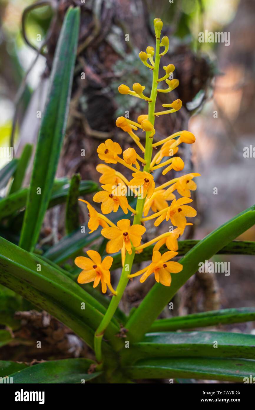 Vue rapprochée de l'espèce épiphyte d'orchidée ascocentrum miniatum fleur d'oranger fleurissant à l'extérieur sur fond naturel Banque D'Images