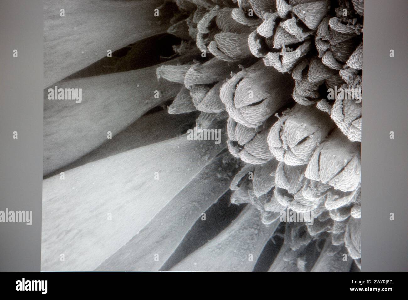 Polen images sur MEB, analyse des nanostructures et des nanodevices, laboratoire de microscopie électronique à balayage environnemental, ESEM, microscope Quanta TM 250 FEG, imagerie de surface haute résolution, étude des échantillons humides et diélectriques, phénomènes nanofluidiques, chimie de surface dans divers mélanges gazeux, CIC nanoGUNE, Centre de recherche coopérative en nanosciences, San Sebastian, Donostia, Gipuzkoa, Euskadi, Espagne. Banque D'Images