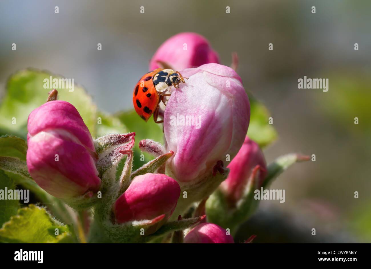 Coccinelle sur le bourgeon d'une fleur de pomme - coccinelle asiatique (Harmonia axyridis) Banque D'Images