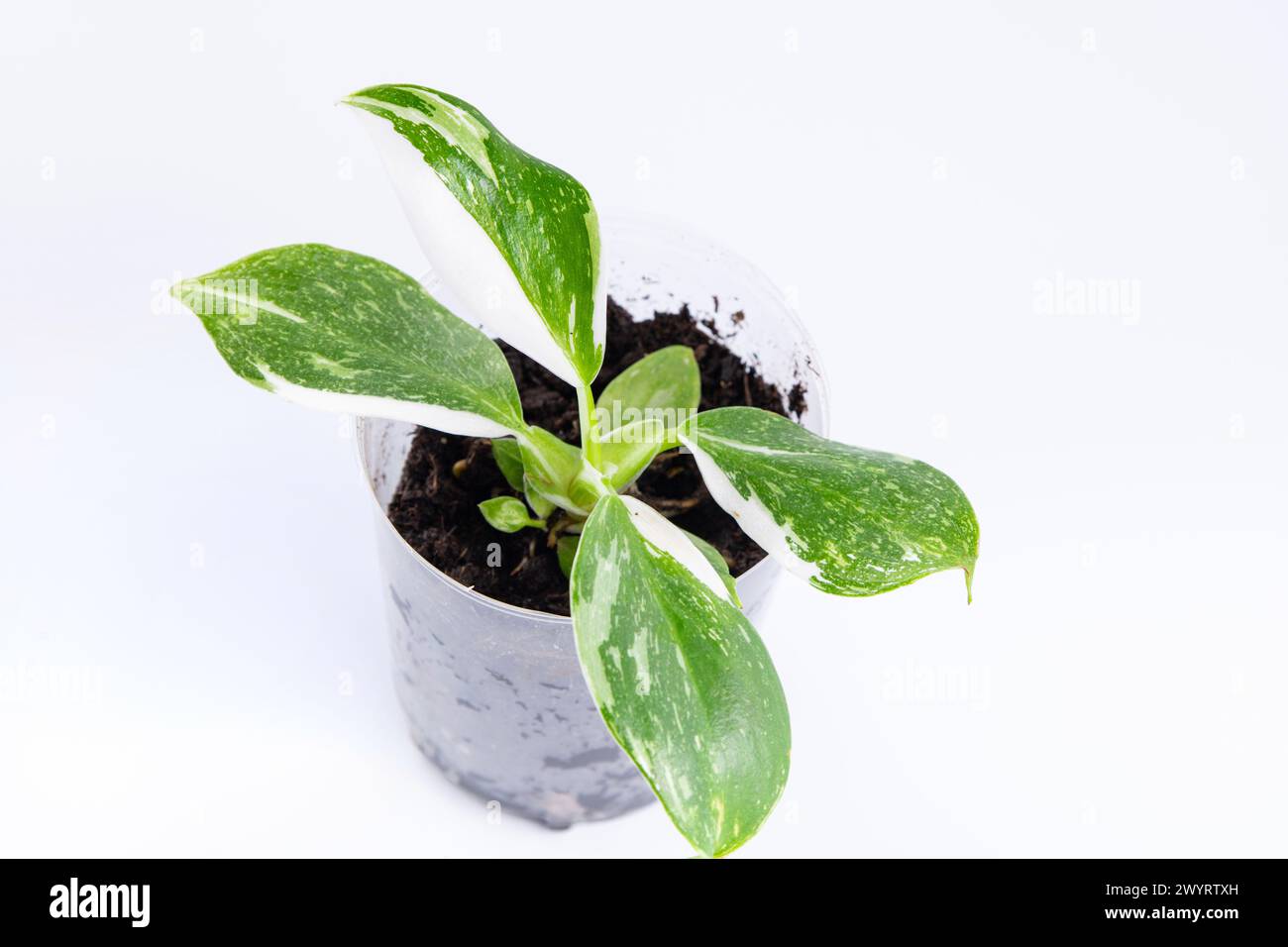 Le Philodendron White Wizard est un hybride Philodendron rare et nécessitant peu d'entretien, prisé pour ses feuilles panachées blanches et vertes. Banque D'Images