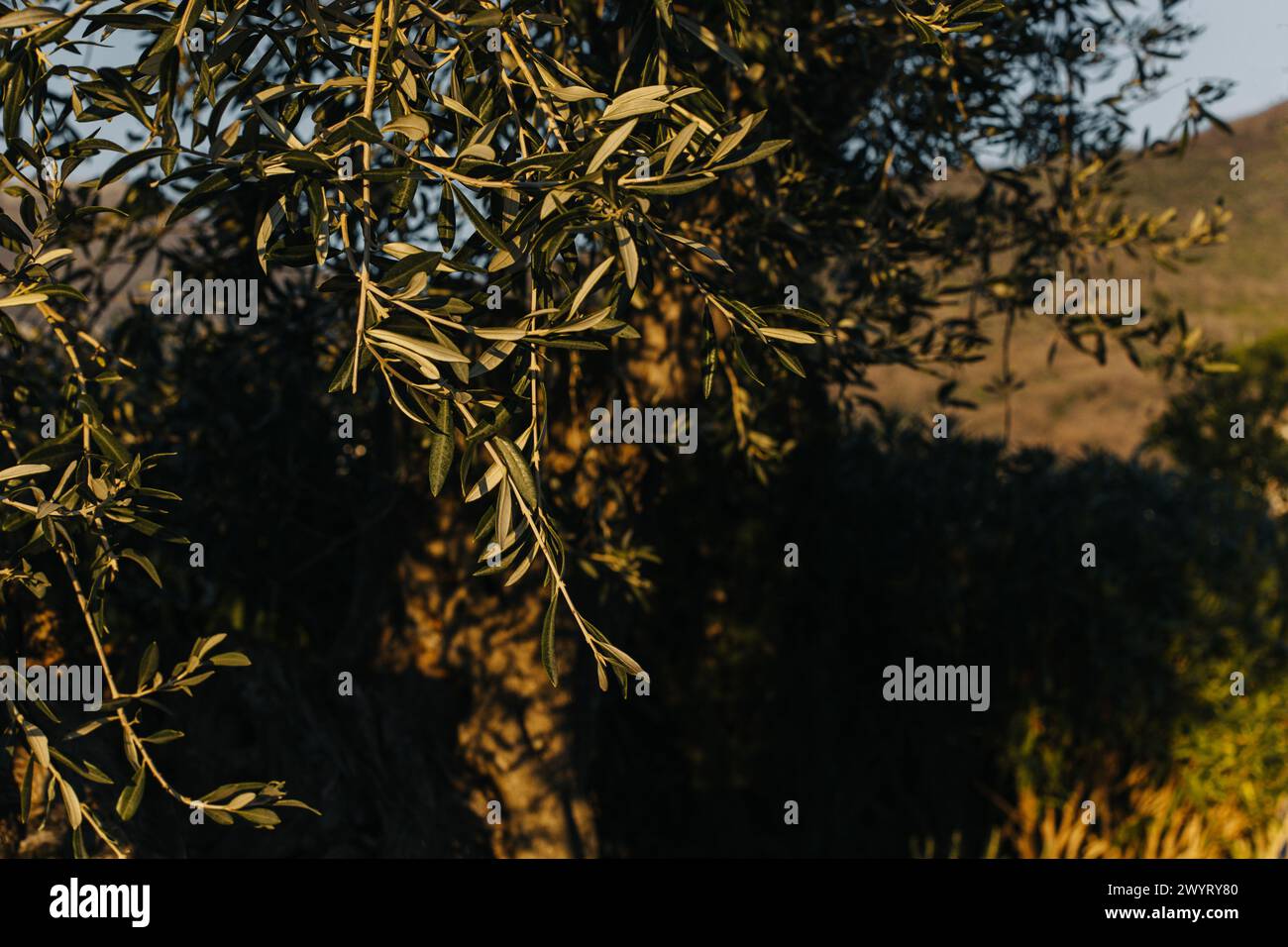 Branches fraîches d'olivier dans un jardin par une journée ensoleillée. Mise au point sélective. Banque D'Images