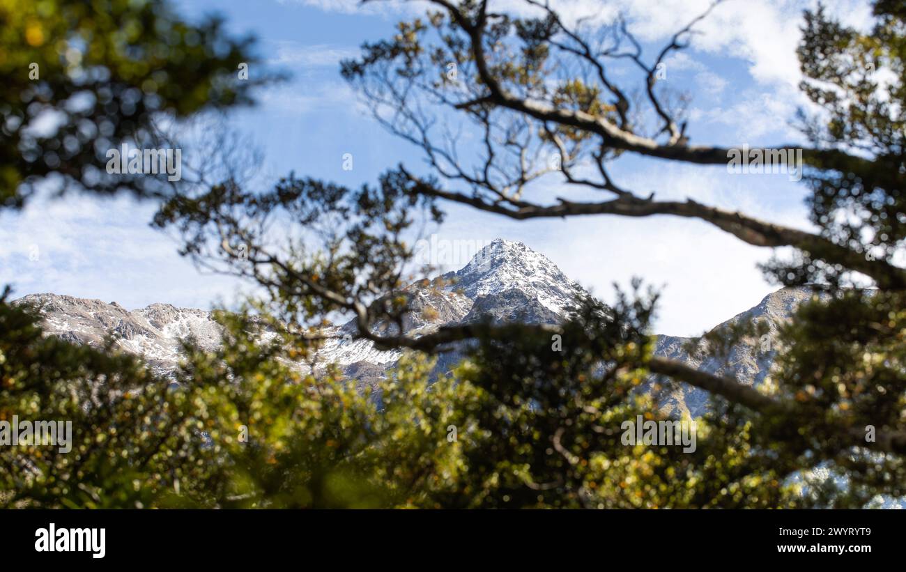 Pic enneigé encadré par des branches forestières en Nouvelle-Zélande. Voyage Banque D'Images