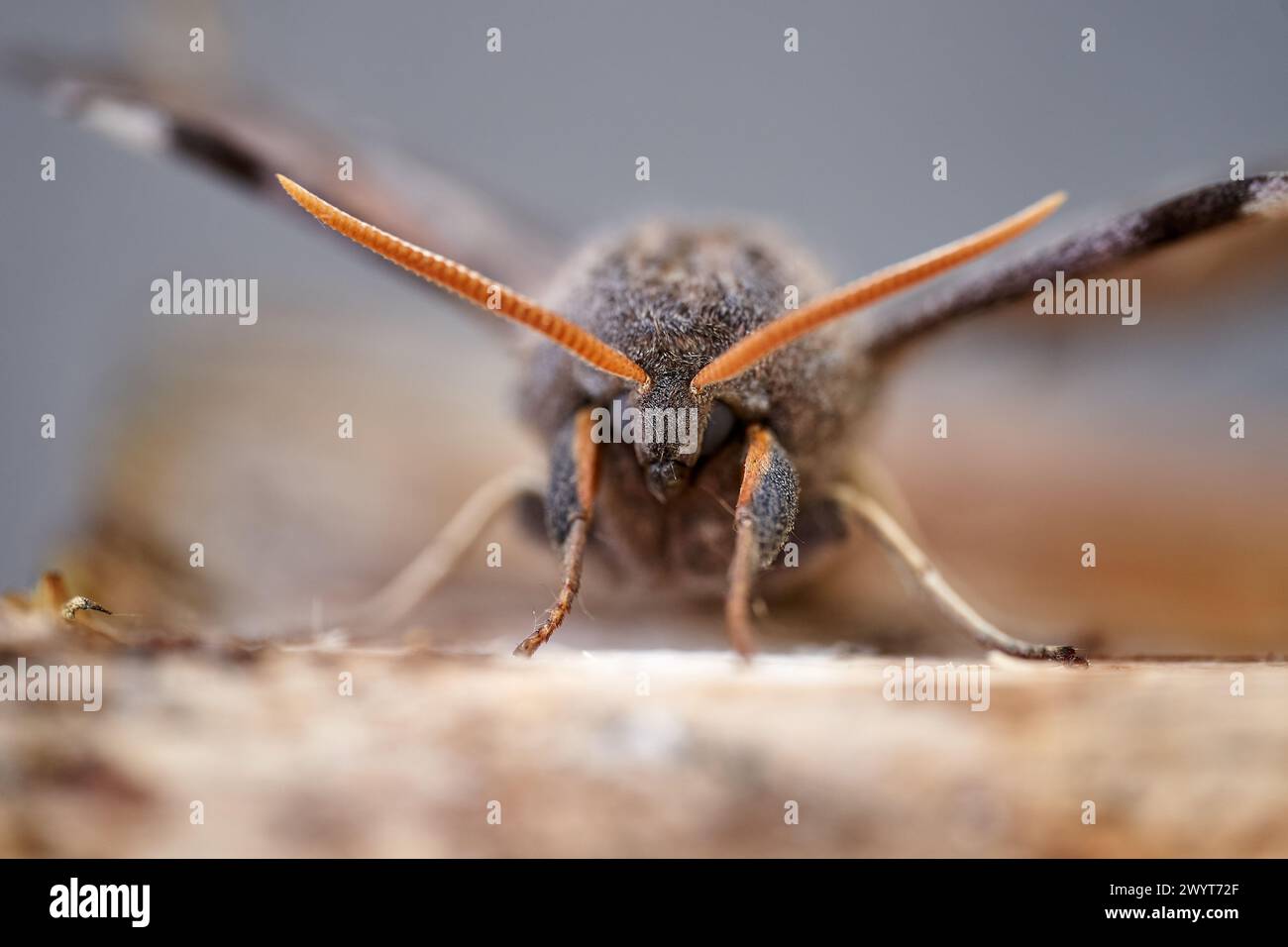 Macro bug gros plan photo Banque D'Images