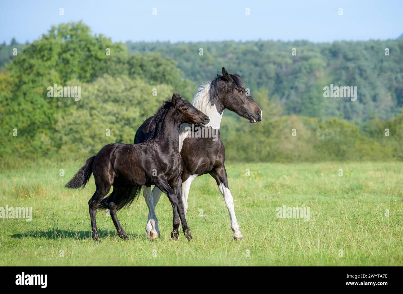 Deux chevaux ludiques, cheval de sang chaud de type baroque, barock Pinto, un poulain mignon de 3 mois, barock noir, jouant avec sa sœur de 2 ans, Allemagne Banque D'Images