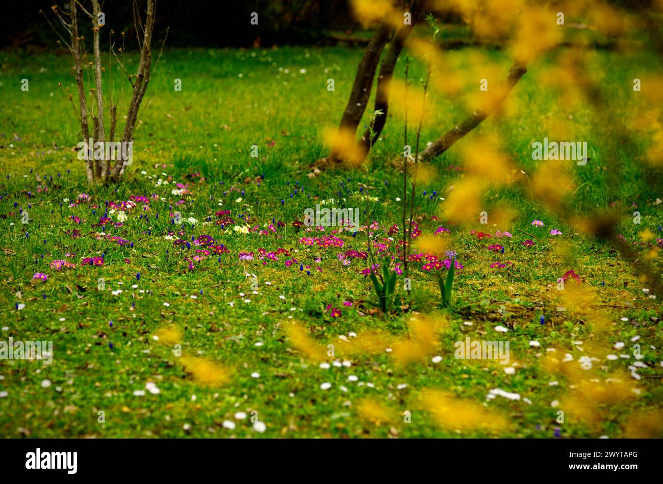 Vue romantique à un paysage de jardin avec primulas fleuris (primulas) à la pelouse verte Banque D'Images