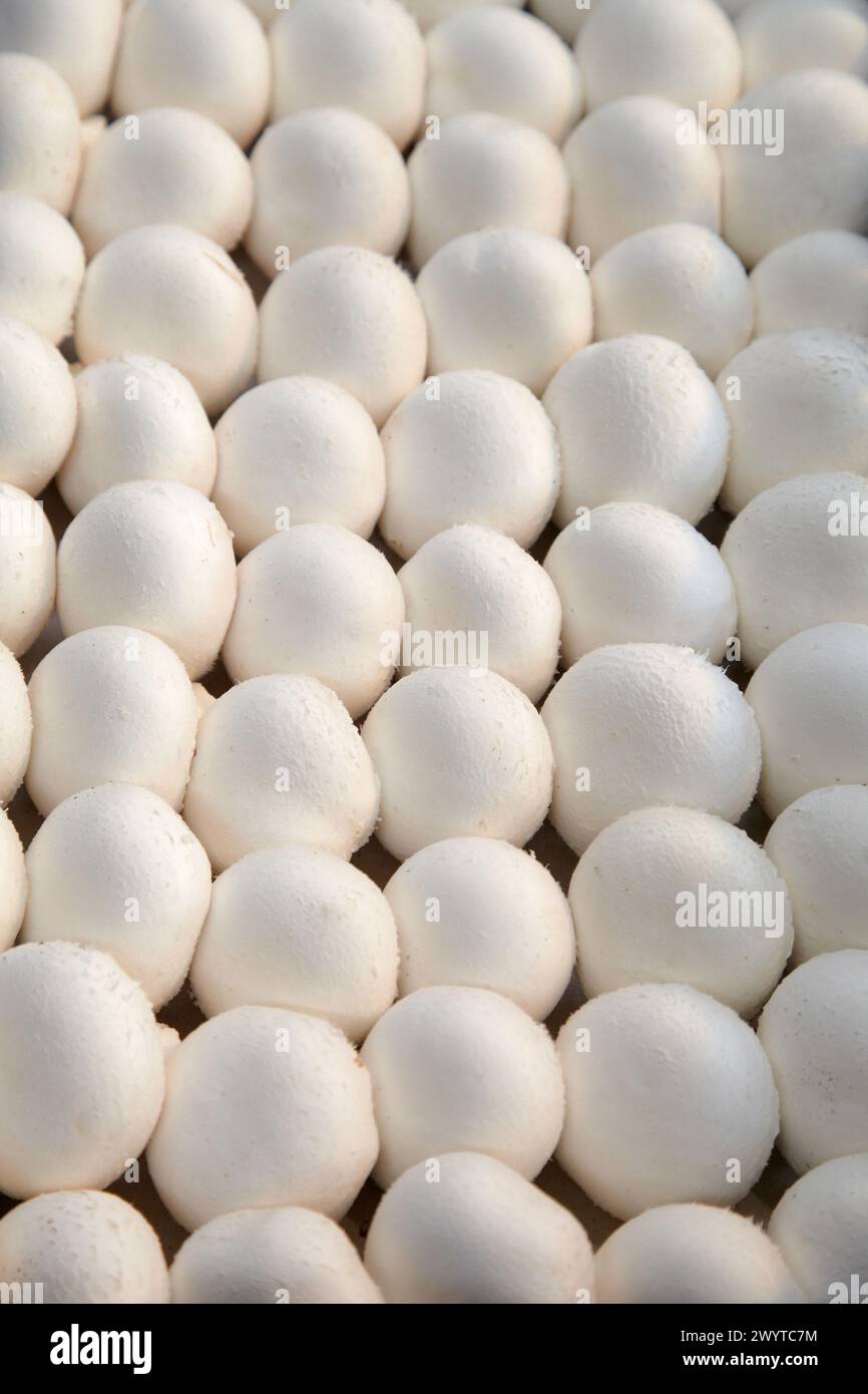 Collection de champignons, champignon de butte, Agaricus bisporus, Agroalimentaire, Ayecue frais, Grupo Riberebro, Autol, la Rioja, Espagne. Banque D'Images