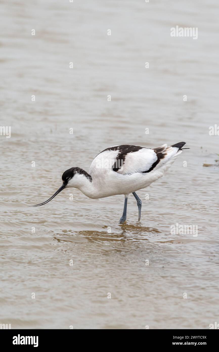 Avocet (Recurvirostra avosetta), oiseau seul debout dans les eaux peu profondes, île de Sheppey, Kent, Angleterre, Royaume-Uni Banque D'Images