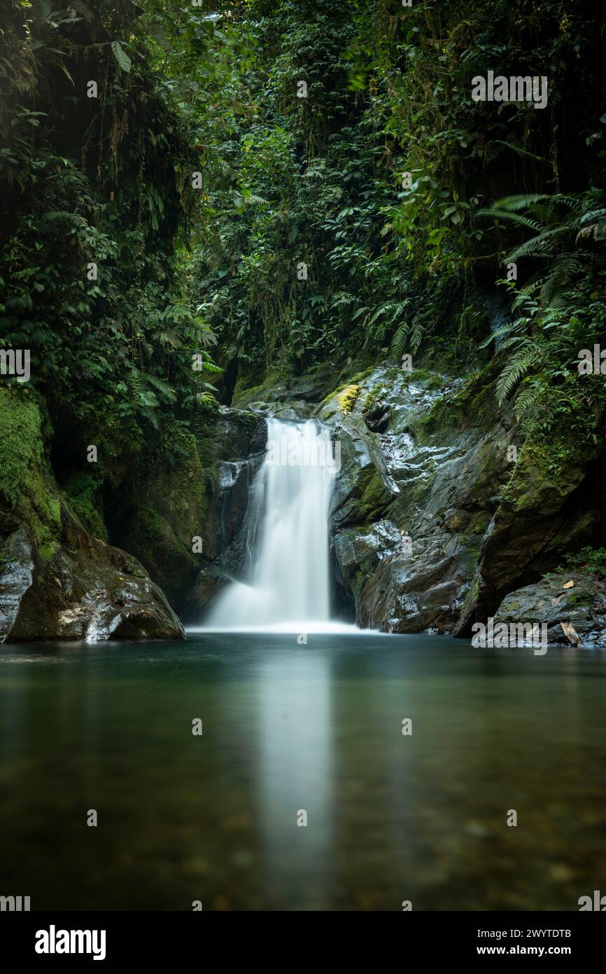 Cascade dans la forêt nuageuse, Mashpi, Reserva Mashpi Amagusa, Pichincha, Équateur Banque D'Images