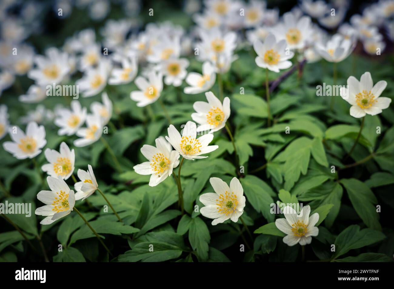 Gros plan de fleurs d'anémones en bois blanc qui fleurissent au printemps. Banque D'Images