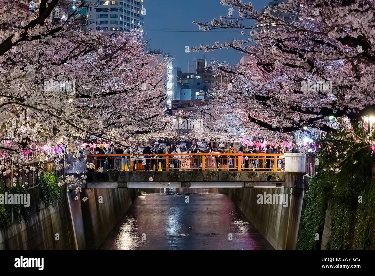 TOKYO, JAPON - 06 AVRIL 2024 : foules de gens célébrant Hanami (floraison de cerisiers) le long de la rivière Meguro à Tokyo. Banque D'Images
