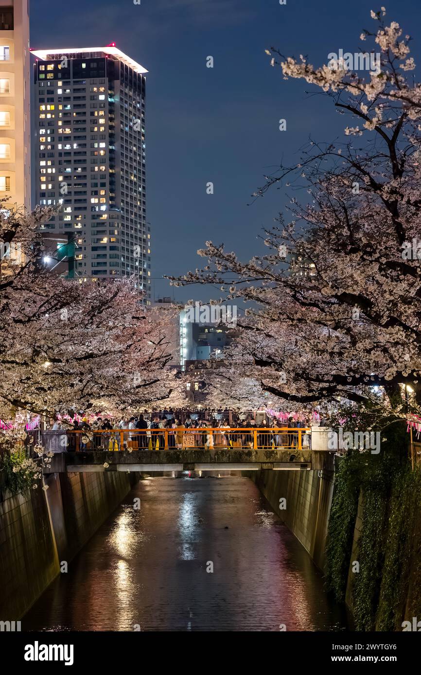 TOKYO, JAPON - 06 AVRIL 2024 : foules de gens célébrant Hanami (floraison de cerisiers) le long de la rivière Meguro à Tokyo. Banque D'Images