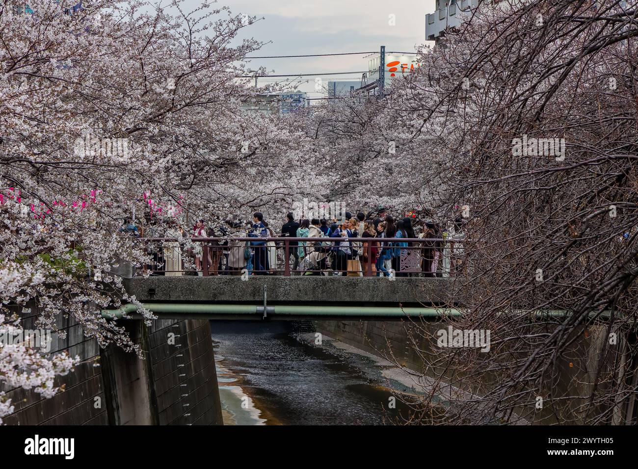 TOKYO, JAPON - 06 AVRIL 2024 : foules de gens célébrant Hanami (floraison de cerisiers) le long de la rivière Meguro à Tokyo. Banque D'Images