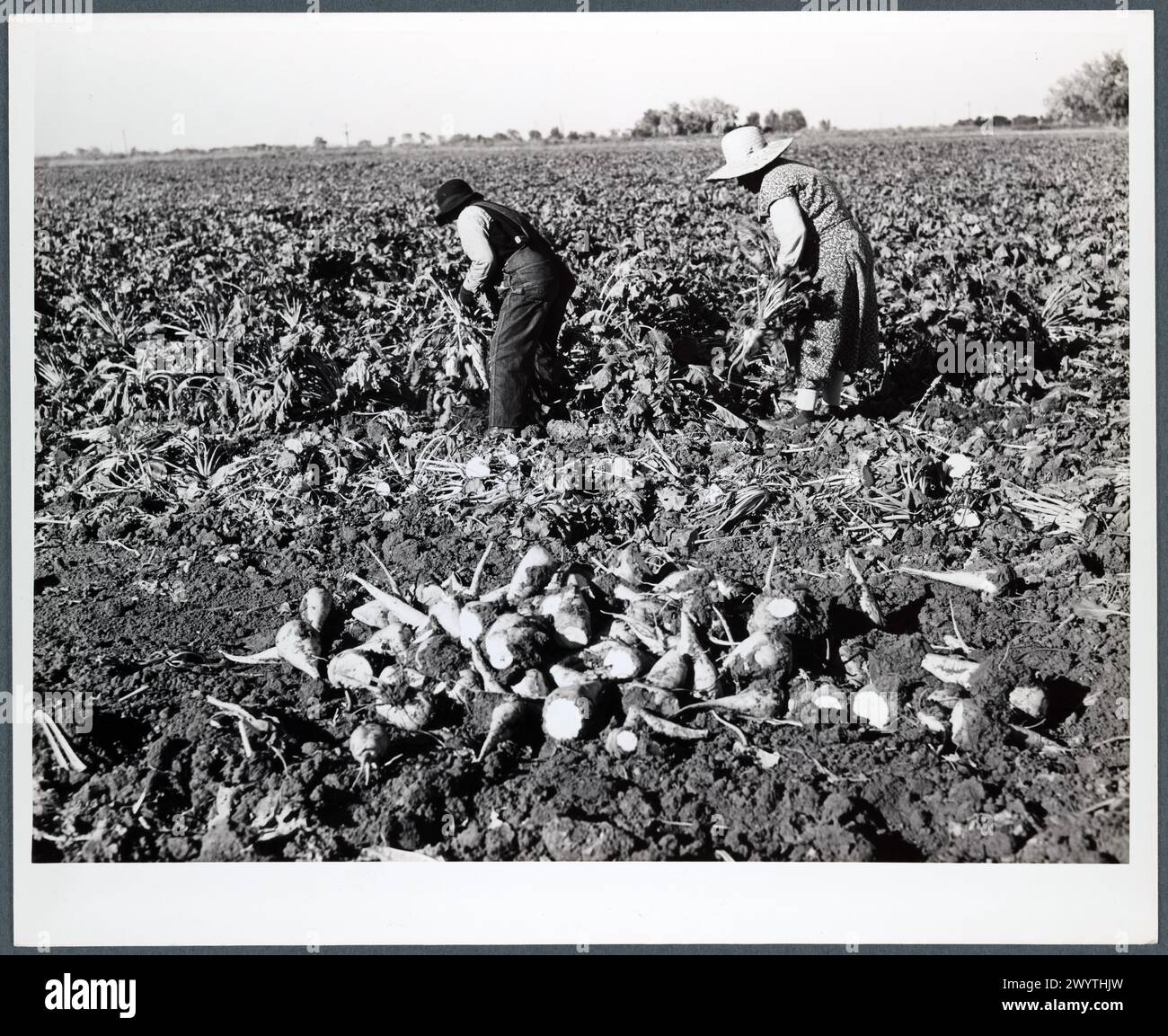 Les femmes travaillent dans les champs de betteraves sucrières. Comté d'Adams, Colorado Banque D'Images
