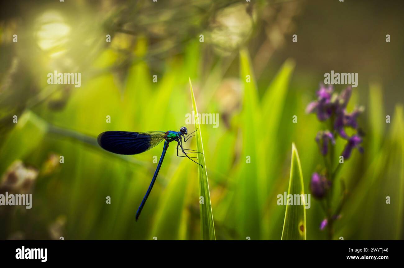 Une libellule bleue est assise sur l'herbe dans le pré. Prairie d'été au début du coucher du soleil. Image floue bruyante. Manipulation d'images Banque D'Images