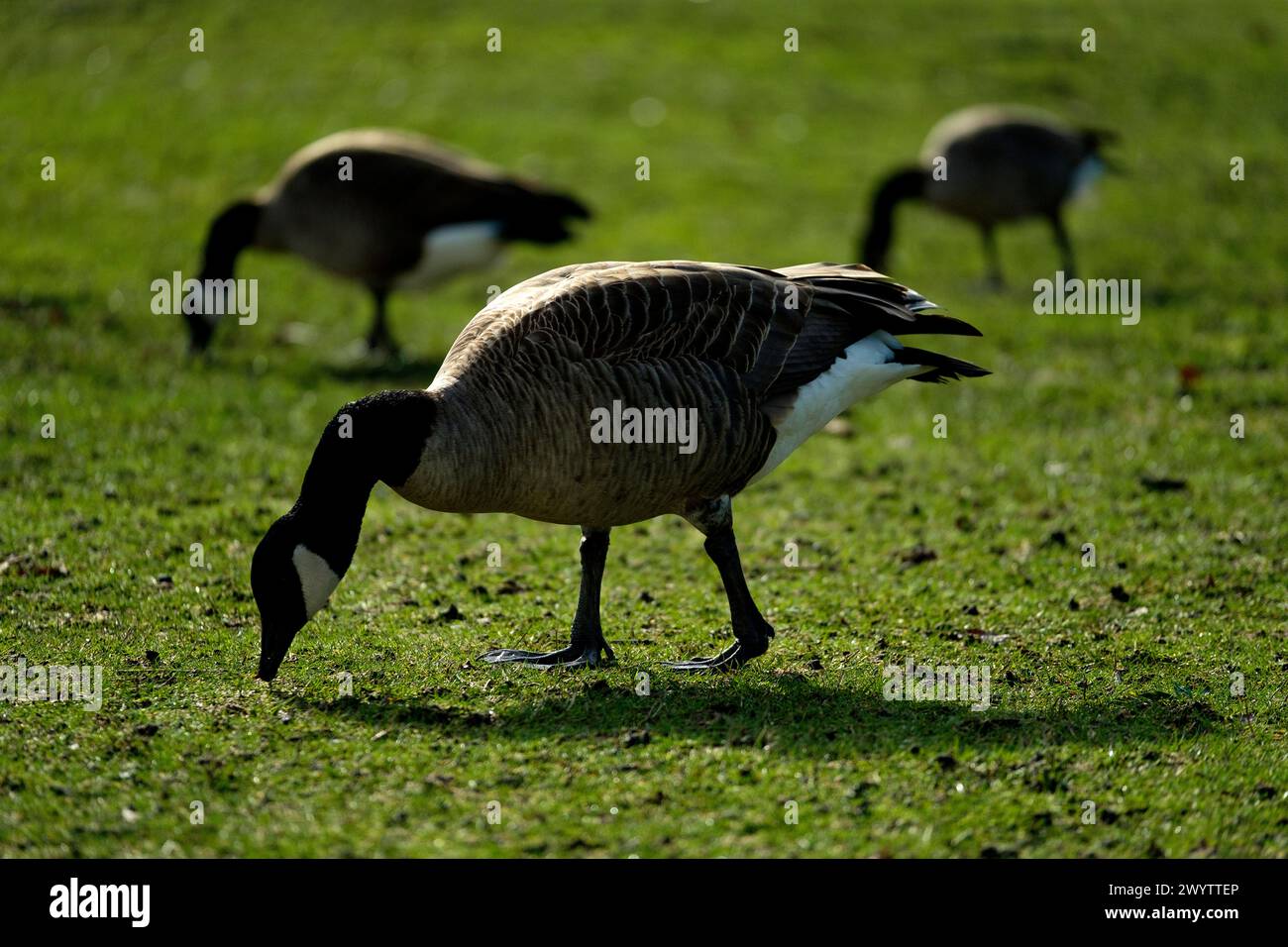 Canada Goose pèse sur un champ d'herbe dans la ville de Vancouver. Ils se déplacent et volent généralement en troupeaux. Banque D'Images