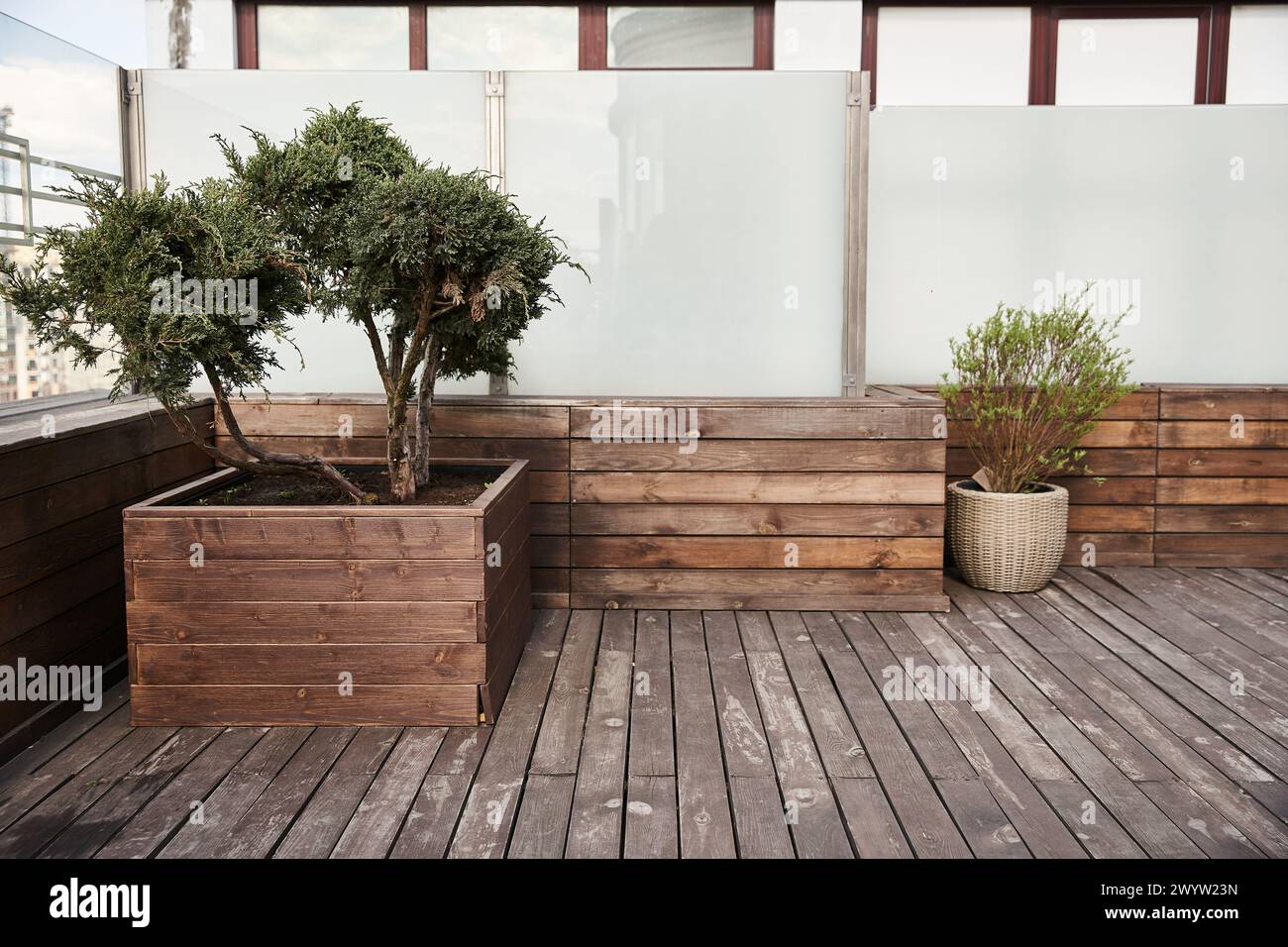 Un petit arbre prospère dans une jardinière en bois sur une terrasse, ajoutant beauté naturelle et sérénité à l'espace extérieur Banque D'Images