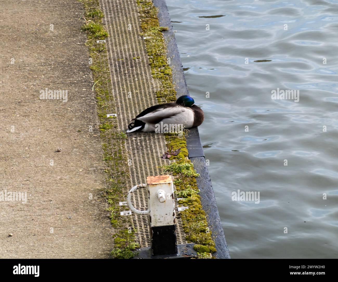 Canard colvert reposant sur quayside Baits Bite Lock, River Cam, Milton, Cambridge, Angleterre, ROYAUME-UNI, Banque D'Images