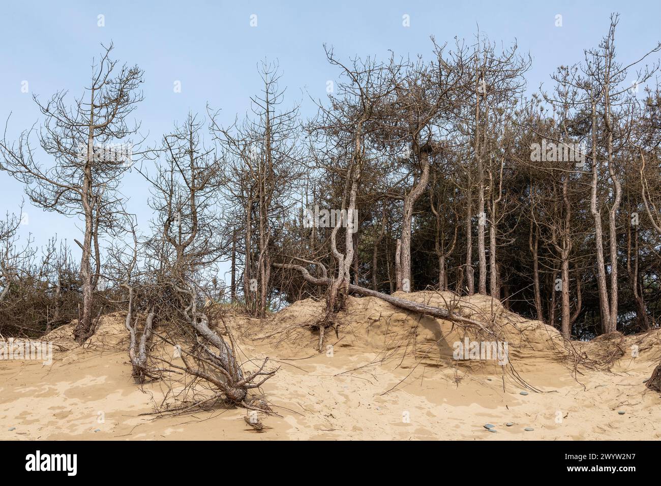 Dead Trees, LLanddwyn Bay, Newborough, Anglesey Island, pays de Galles, grande-Bretagne Banque D'Images