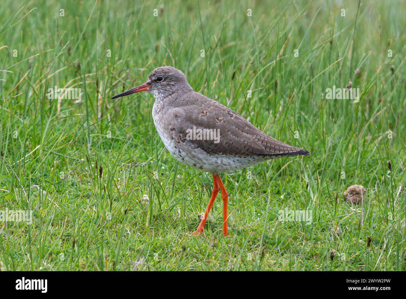 Oiseau roussard commun (Tringa totanus) dans les marais de la réserve naturelle d'Elmley, île de Sheppey, Kent, Angleterre, Royaume-Uni, au printemps Banque D'Images