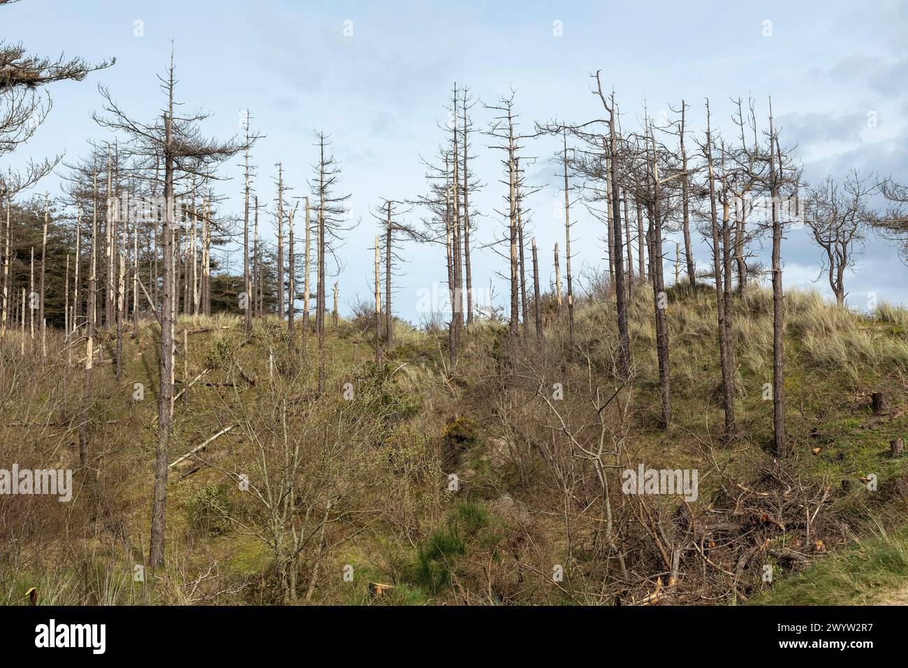 Dead Trees, LLanddwyn Bay, Newborough, Anglesey Island, pays de Galles, grande-Bretagne Banque D'Images