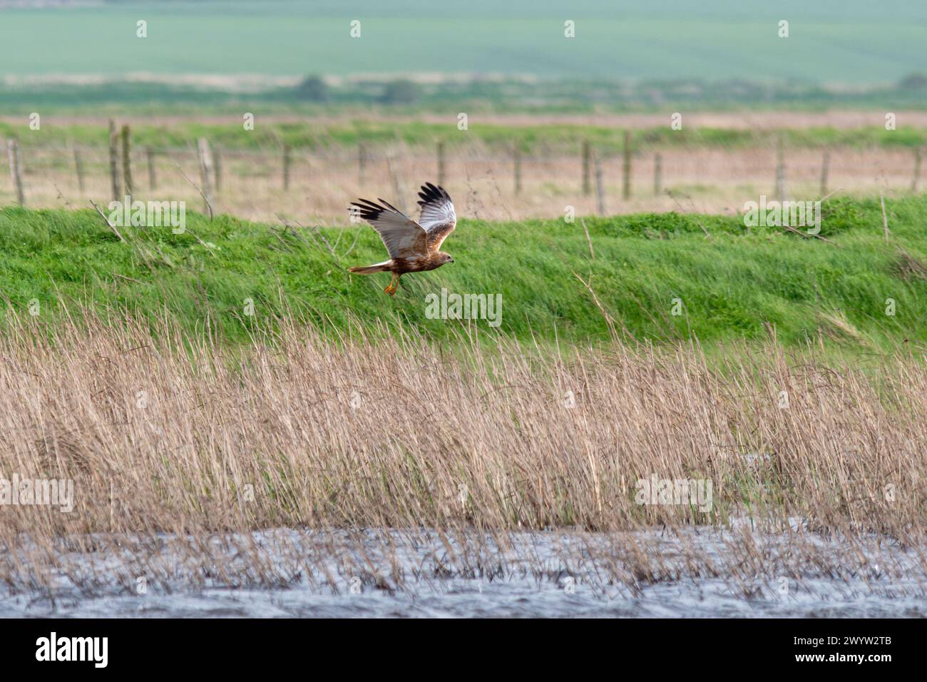 Marsh harrier (Circus auruginosus) chasse ou survole les marais de la réserve naturelle d'Elmley sur l'île de Sheppey, Kent, Angleterre, Royaume-Uni Banque D'Images