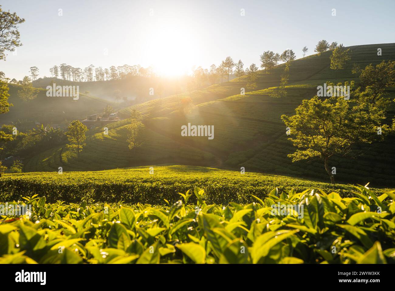 Beau lever de soleil sur des collines avec des plantations de thé près de Haputale au Sri Lanka. Banque D'Images