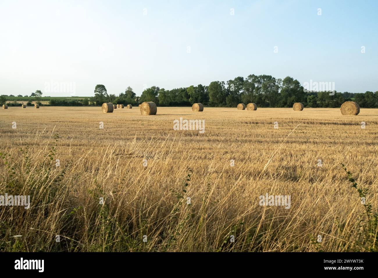 Champ avec des balles de foin dans la commune nouvelle de Lys-Haut-Layon, le village rural de Tigne, typique de la campagne française dans les pays de la Loire Re Banque D'Images