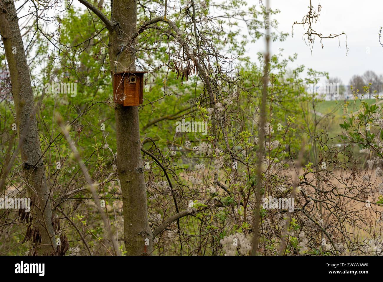 Maisons en bois pour écureuils dans le parc dans les arbres. Gros plan des maisons d'écureuils Banque D'Images