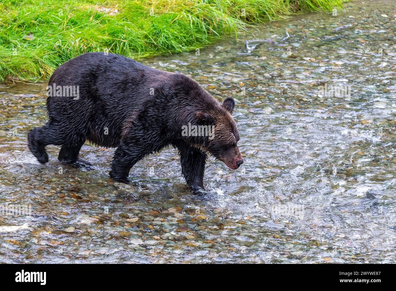 Ours grizzli (Ursus arctos horribilis) pêchant le saumon pendant la course au saumon, Fish Creek, forêt nationale des Tongass, Alaska, États-Unis. Banque D'Images